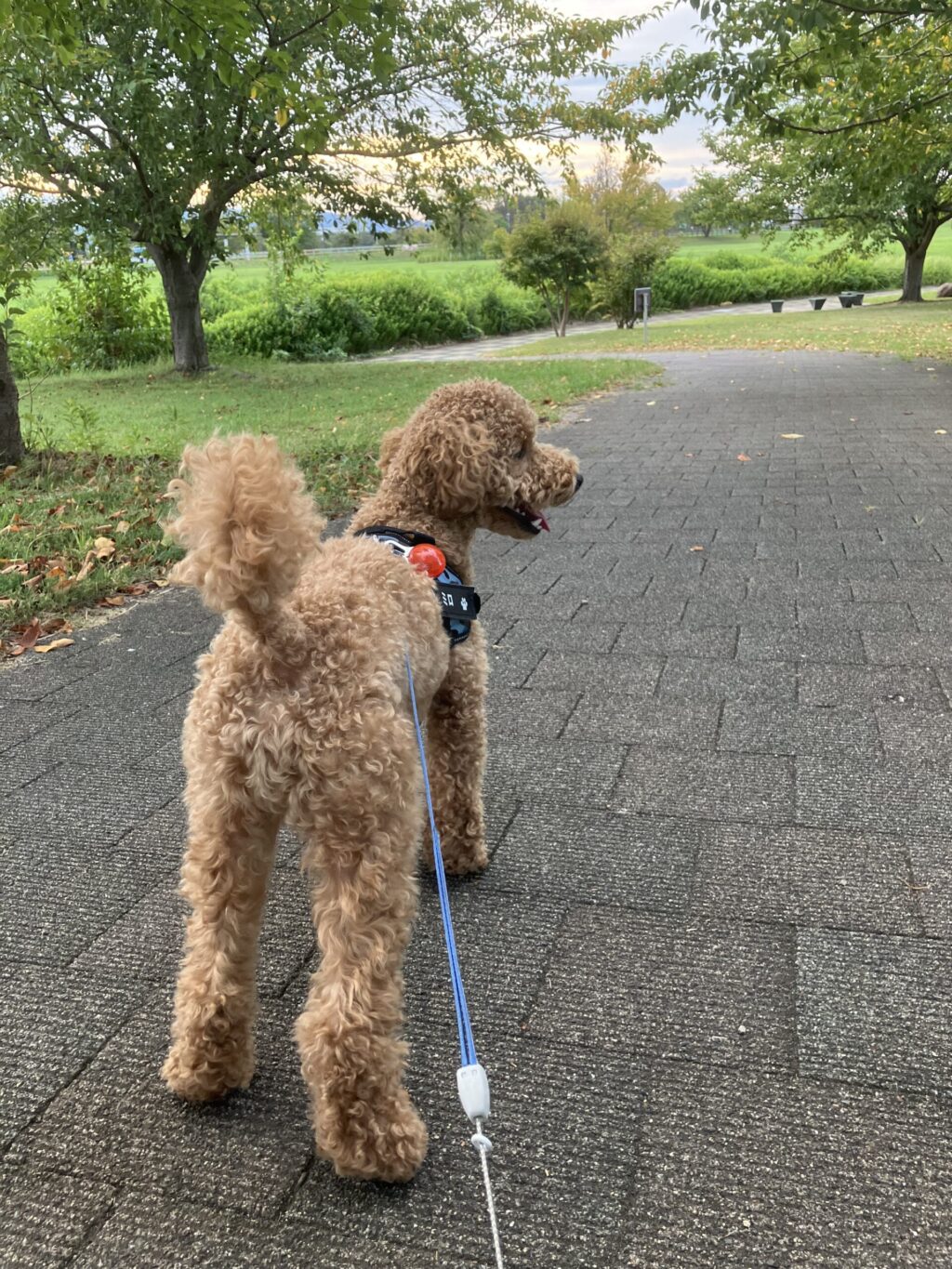 公園の小道を散歩するトイプードル。練習待ち時間の癒しの時間。

